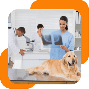 Veterinary Software & Application Development - Octal IT Solution